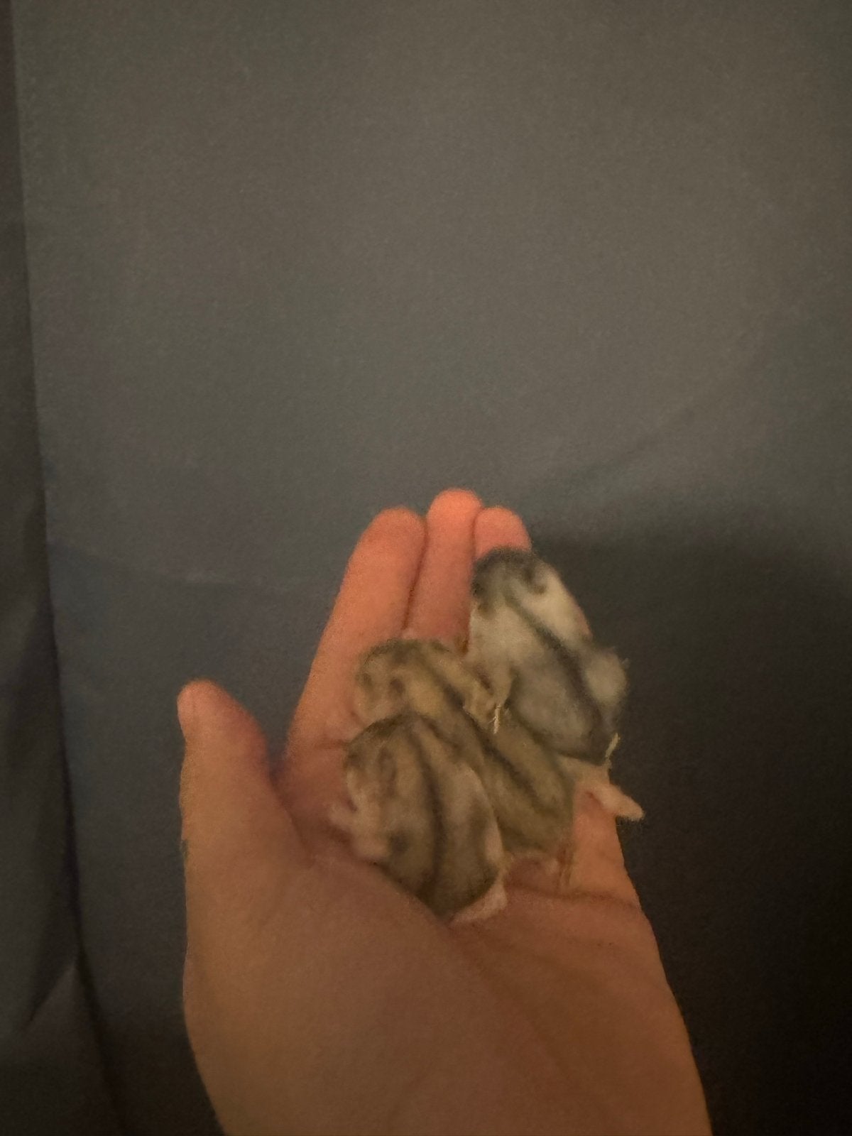 jonge dwerghamsters zoeken huisje, Dieren en Toebehoren, Hamster, Meerdere dieren, Tam, Oktober