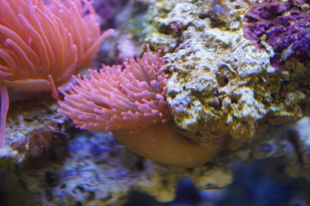 zeeaquarium' Rode anemoon op steen., Slak of Weekdier
