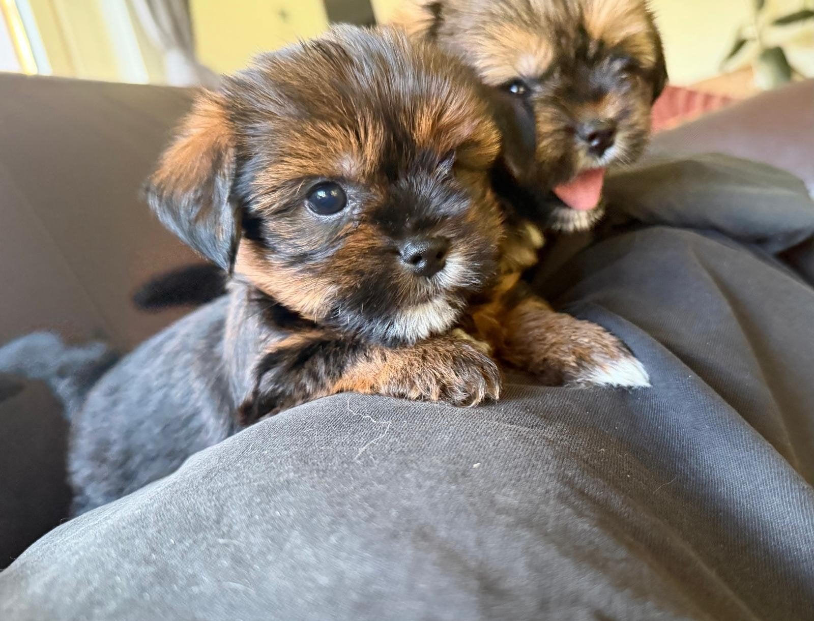 Boomer puppies, Meerdere, Meerdere dieren, Klein, Nederland