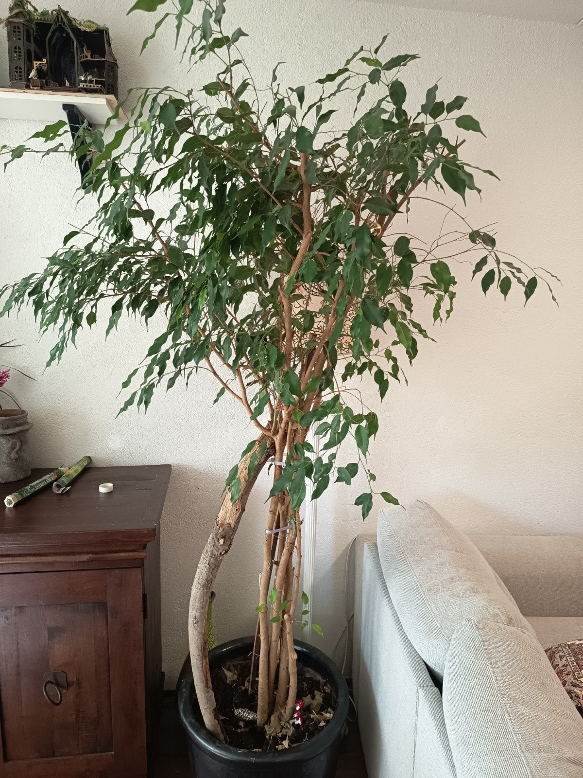 Grote Ficus plant van 2 meter hoog, Huis en Inrichting, Kamerplanten, Ophalen, Ficus, 200 cm of meer, In pot
