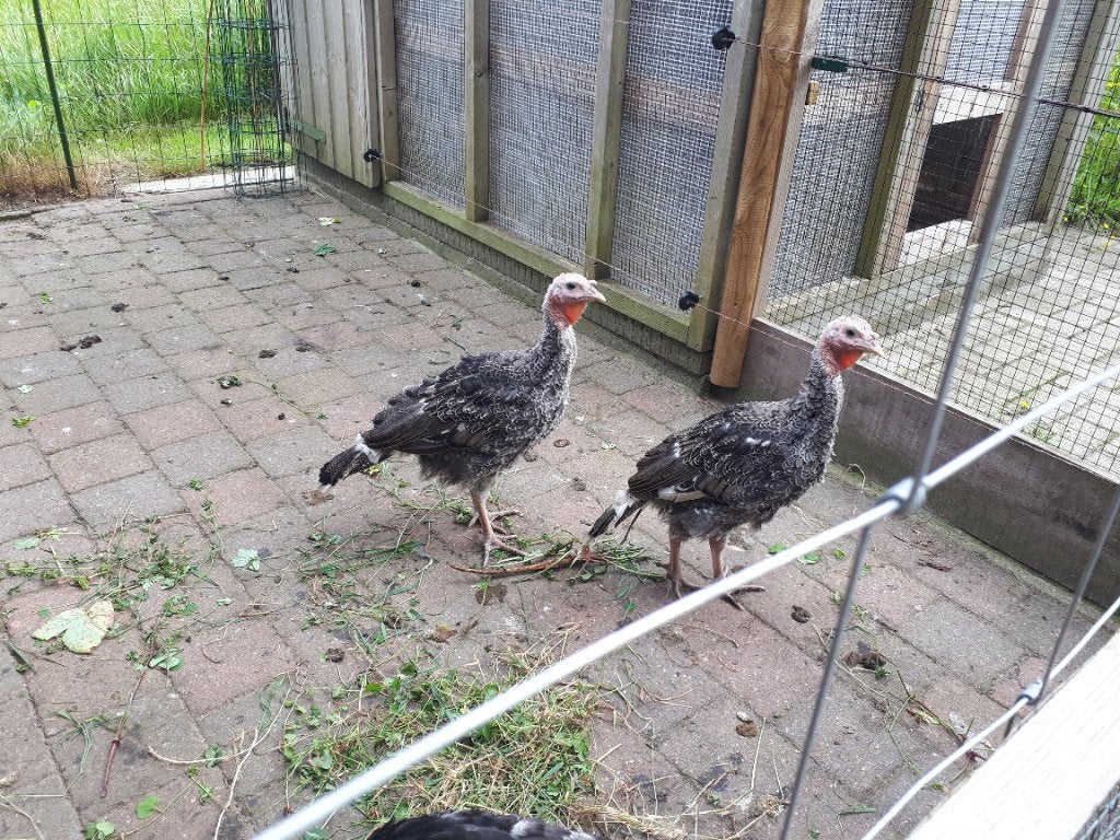 Narragansett kalkoen, Dieren en Toebehoren, Pluimvee, Mannelijk, Kalkoen