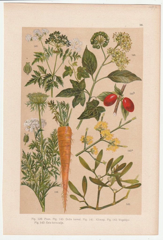 Prent peen dolle kervel klimop vogellijm gele kornoelje, Natuur, Gebruikt, Verzenden, Voor 1940