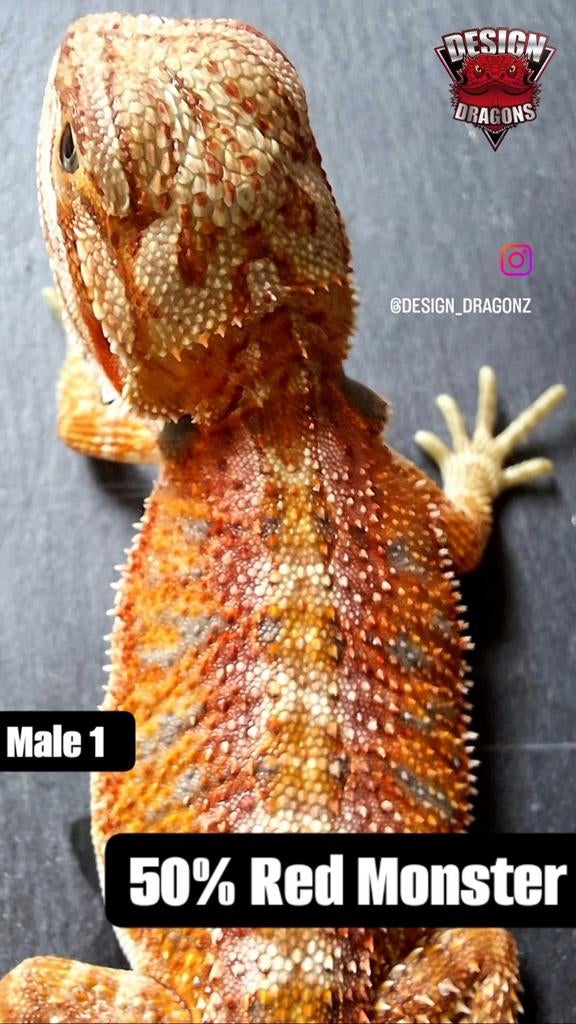 50% Red Monster mannetjes (nakweek) baardagaam Bearded Dragon - male for sale from Design Dragons