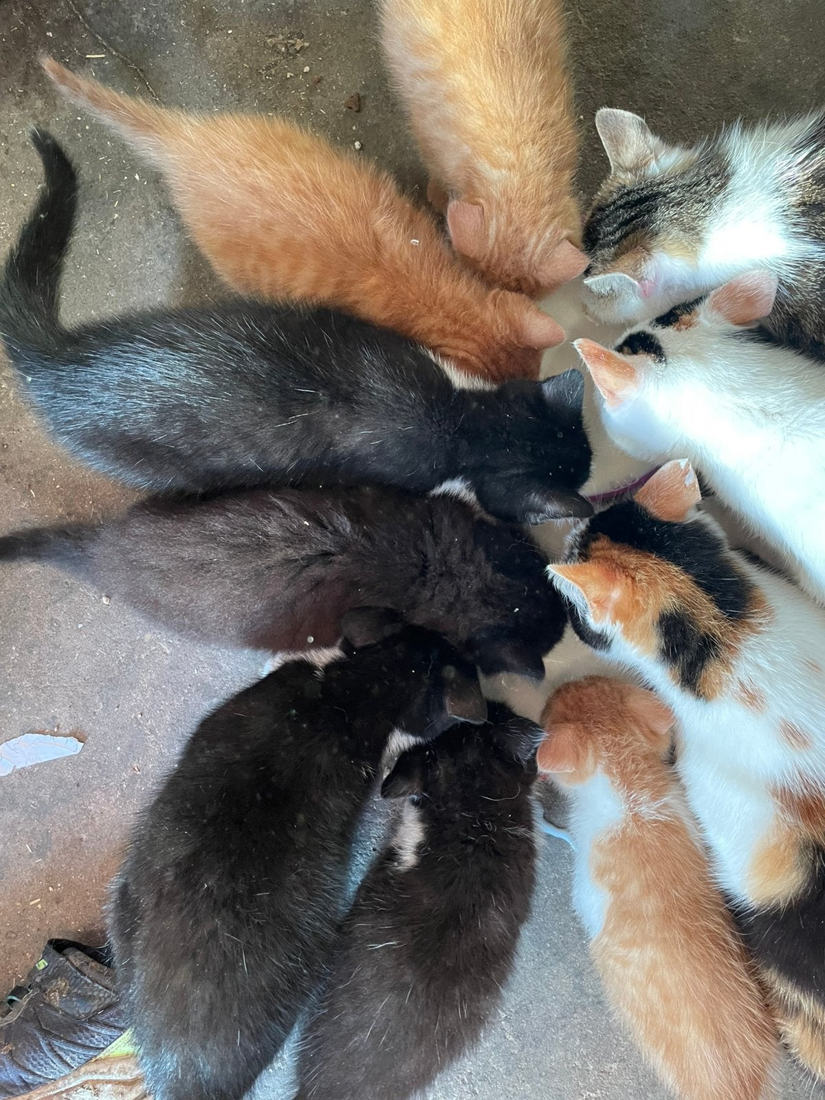 Boerderij kittens te koop, Dieren en Toebehoren, Meerdere dieren, Kortharig, 0 tot 2 jaar