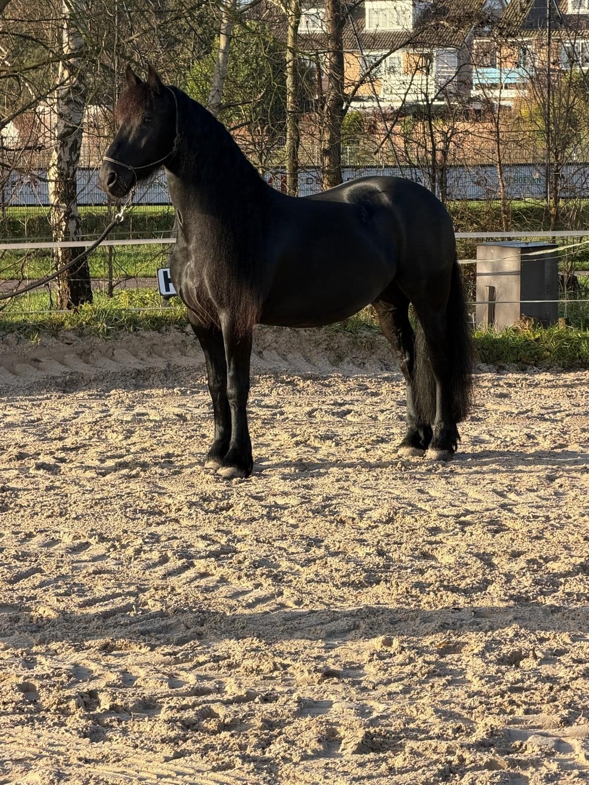 8 jarige Friese ruin, Dieren en Toebehoren, Paarden, Met stamboom, Ruin, Zadelmak, 7 tot 10 jaar