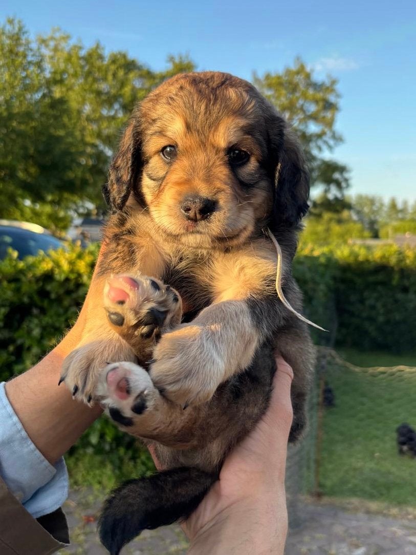 Lieve, bernedoodle pups, Labradoodle, goldendoodle,, Parvo, 8 tot 15 weken, Groot, Meerdere