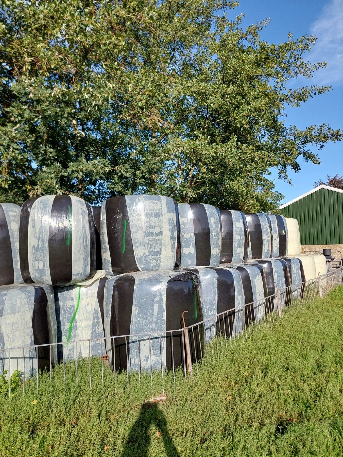 Mooie kuil in grote ronde balen, Meerdere dieren, Schaap