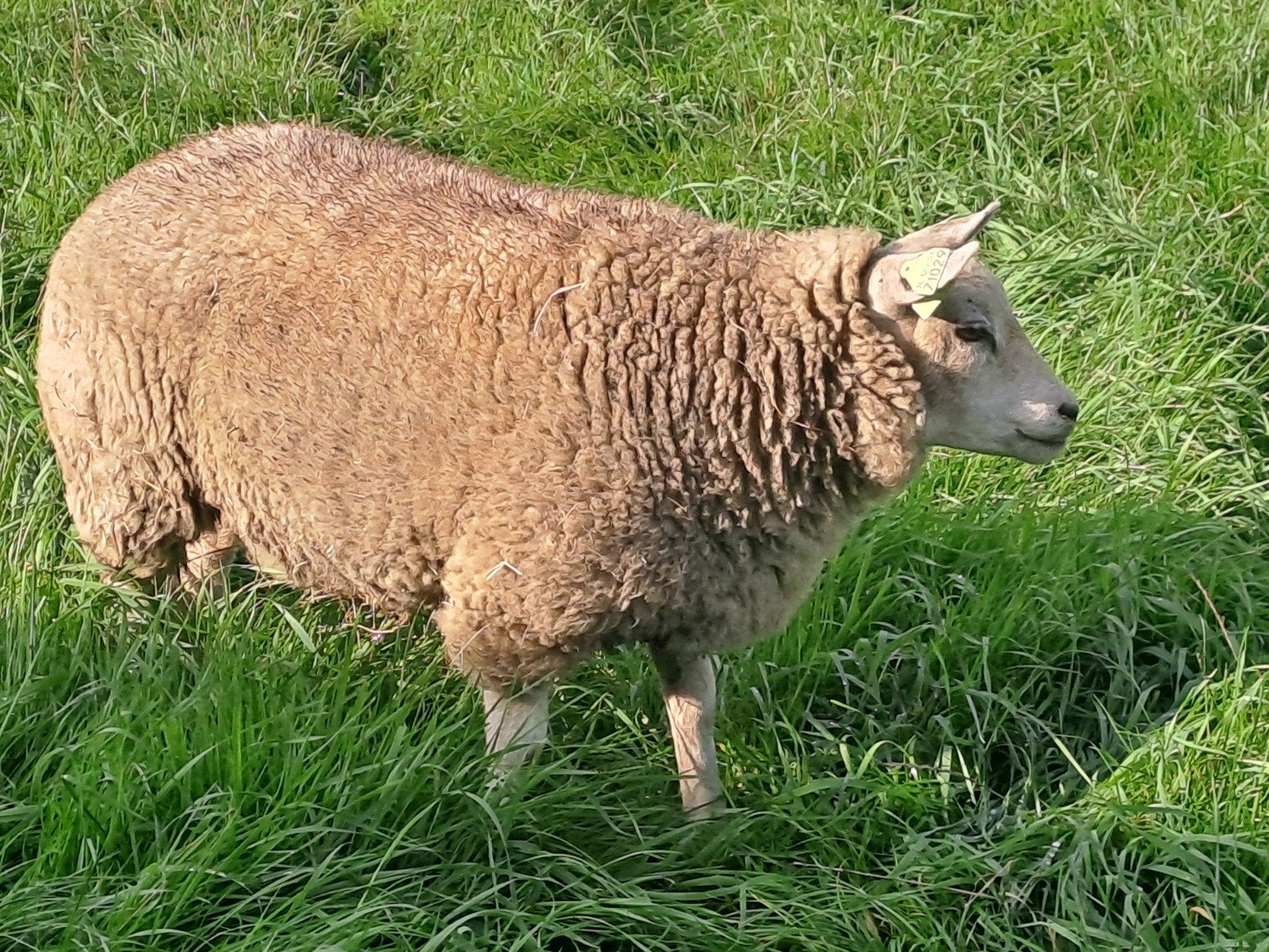 schaap, ooi, ooilam, Vrouwelijk, Schaap, 0 tot 2 jaar