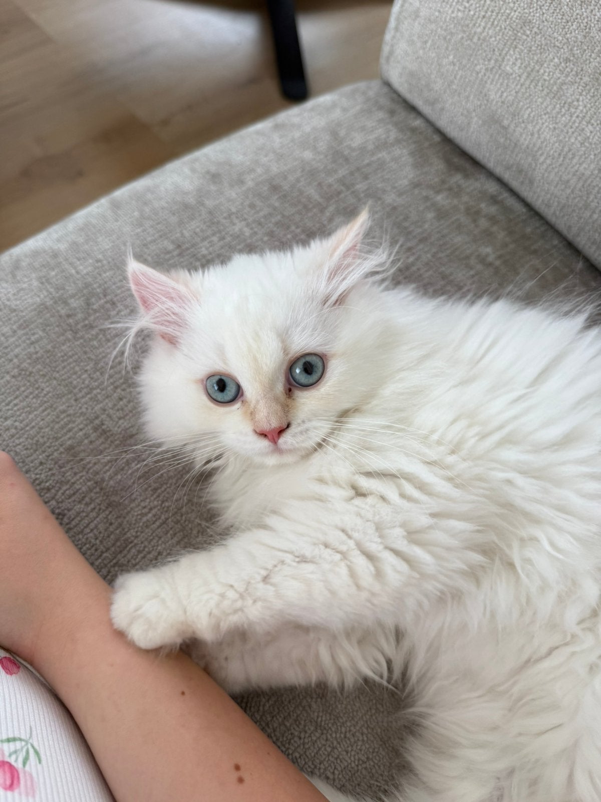 Perzische kitten, Poes