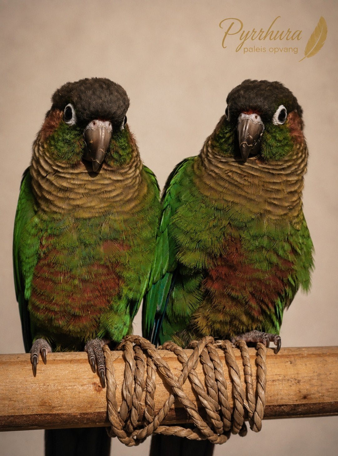 bonnie & Rappie (Ter Adoptie), Mannelijk, Papegaai
