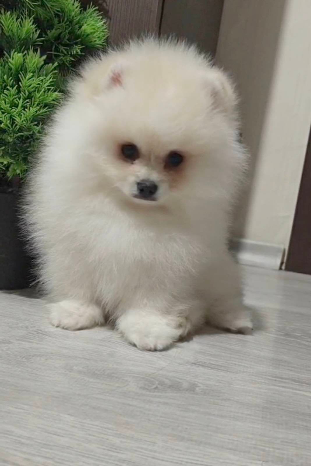 Pomeriaan pups, Particulier, 8 tot 15 weken, Buitenland, Eén hond