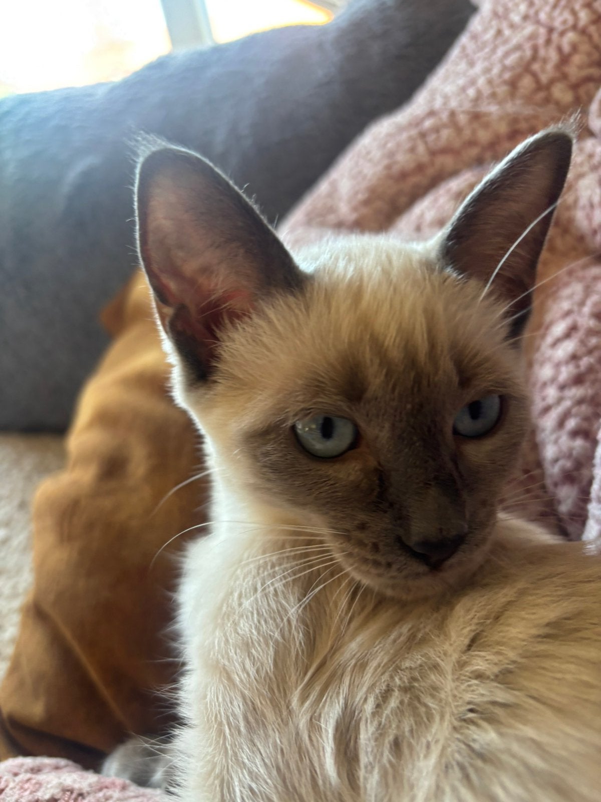 Ragdoll kittens kater, Meerdere dieren
