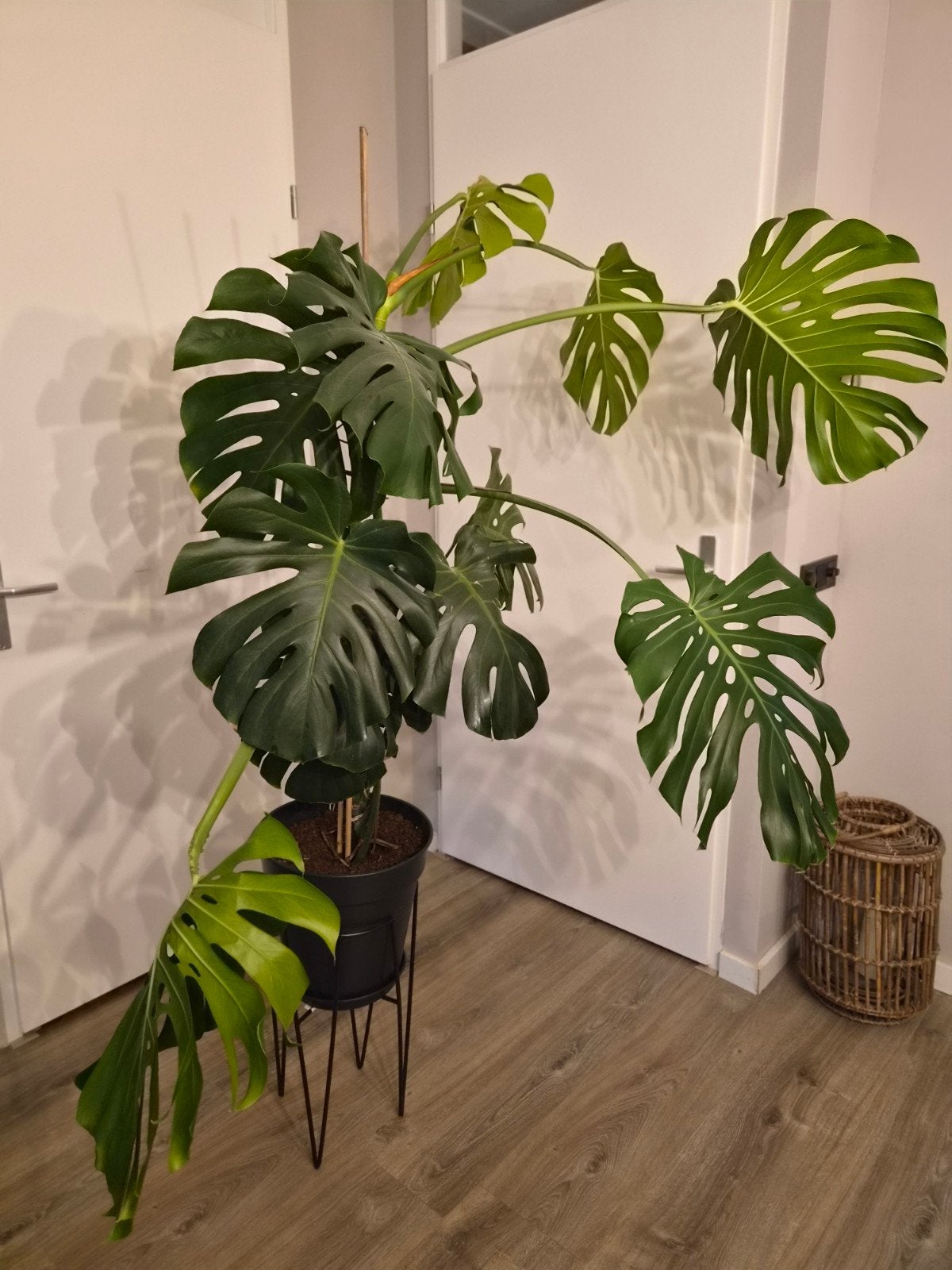Grote Monstera Deliciosa inclusief pot (exclusief standaard), Groene kamerplant, Ophalen, In pot, 100 tot 150 cm