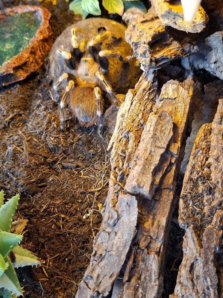 Braziliaanse witknie-tarantula, Dieren en Toebehoren, Spin of Schorpioen