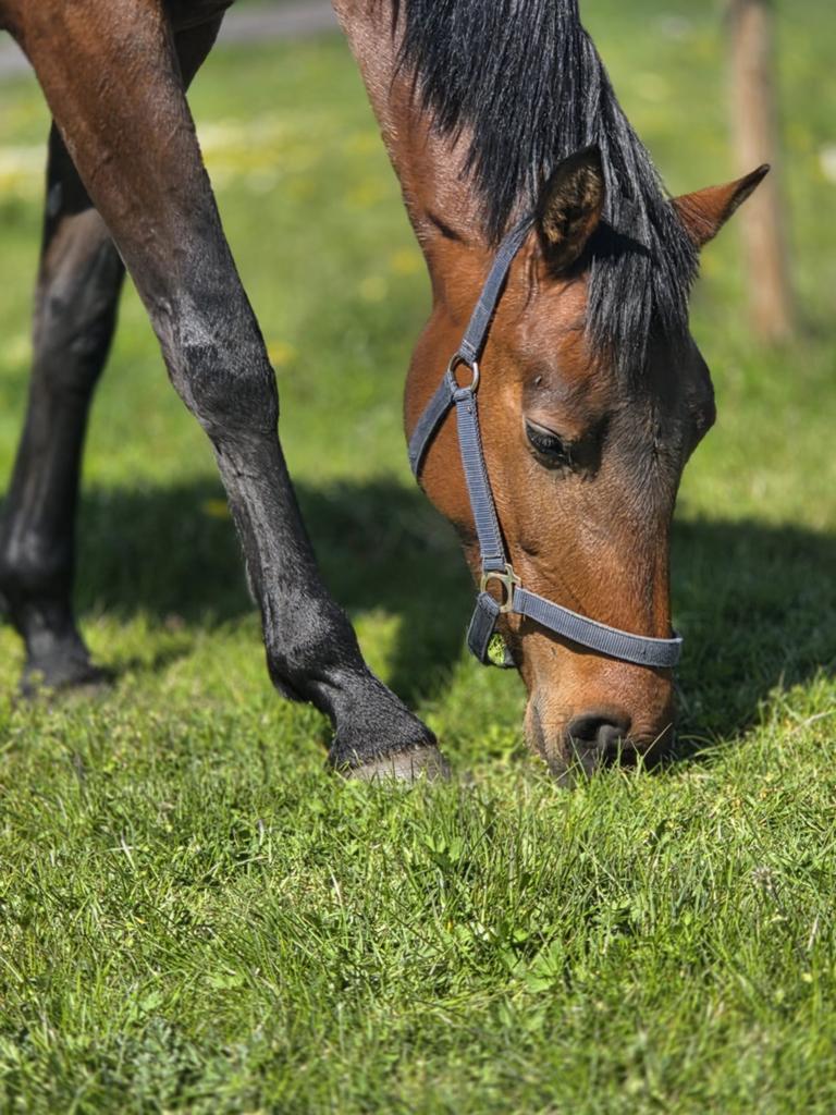 4 jarige merrie ( Lets dance x Zhivago), Merrie, Met stamboom, Dressuurpaard, Zadelmak