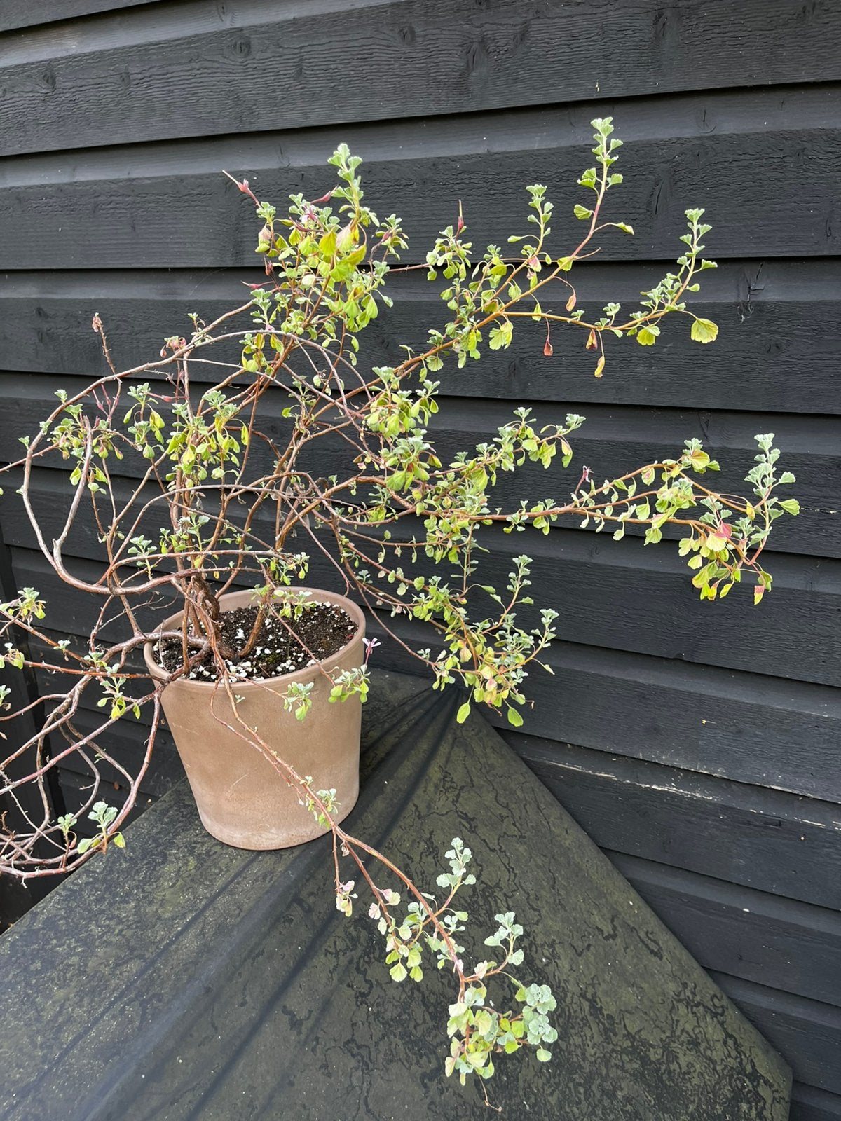 Pelargonium kuipplant rose, Volle zon, Vaste plant, Zomer, Ophalen