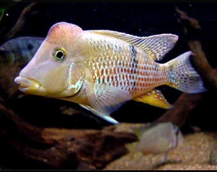 Geophagus steindachnerie Zuid Amerika Cichlide, Dieren en Toebehoren, Vissen | Aquariumvissen, Vis
