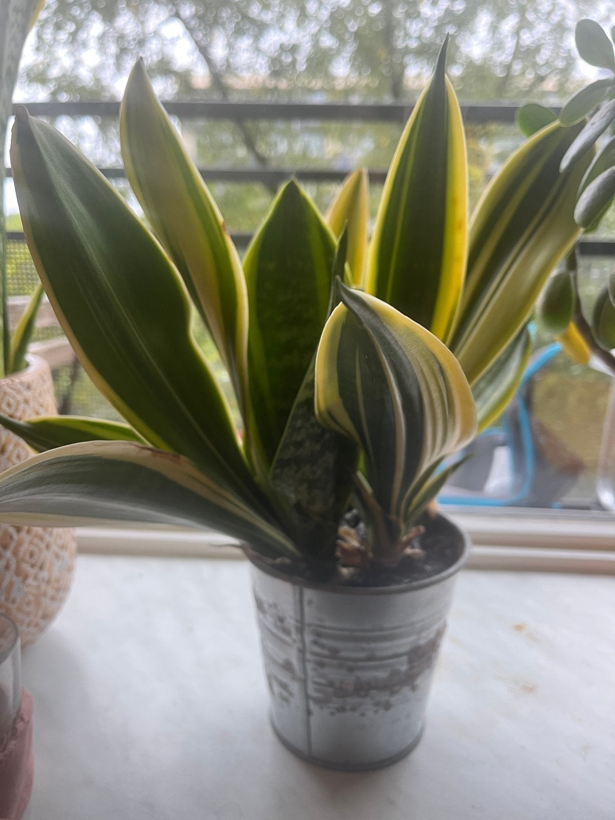 4 gratis planten af te halen, Ophalen, Overige soorten, Halfschaduw, In pot