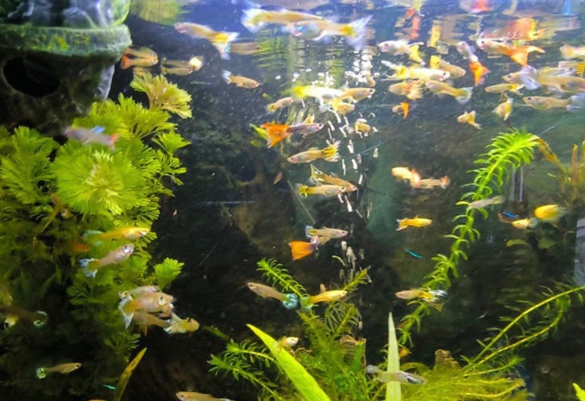 Guppy’s te koop  10 voor €5 ( Diverse kleuren ), Dieren en Toebehoren, Vissen | Aquariumvissen, Vis