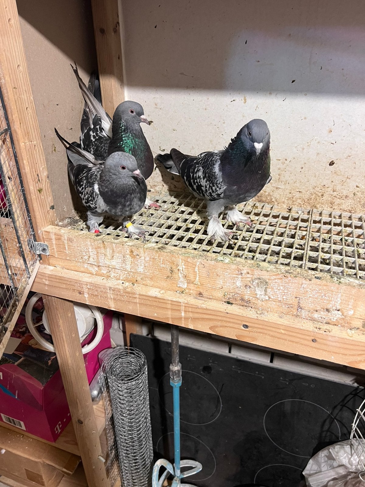 Takla duiven, Meerdere dieren, Overige soorten