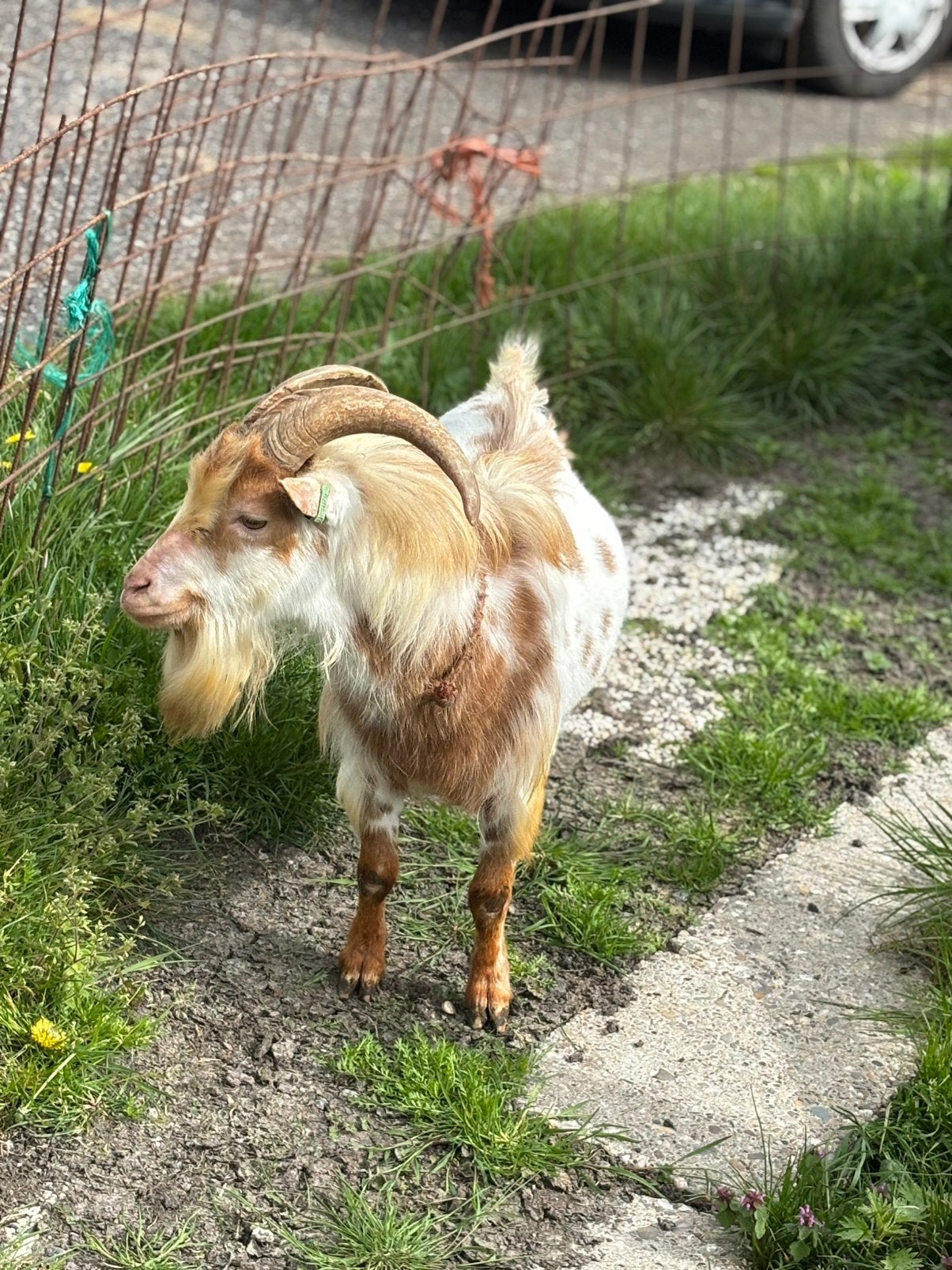 Prachtige, lieve CAE en CL vrije dwerggeiten bok, Mannelijk, Geit, 3 tot 5 jaar