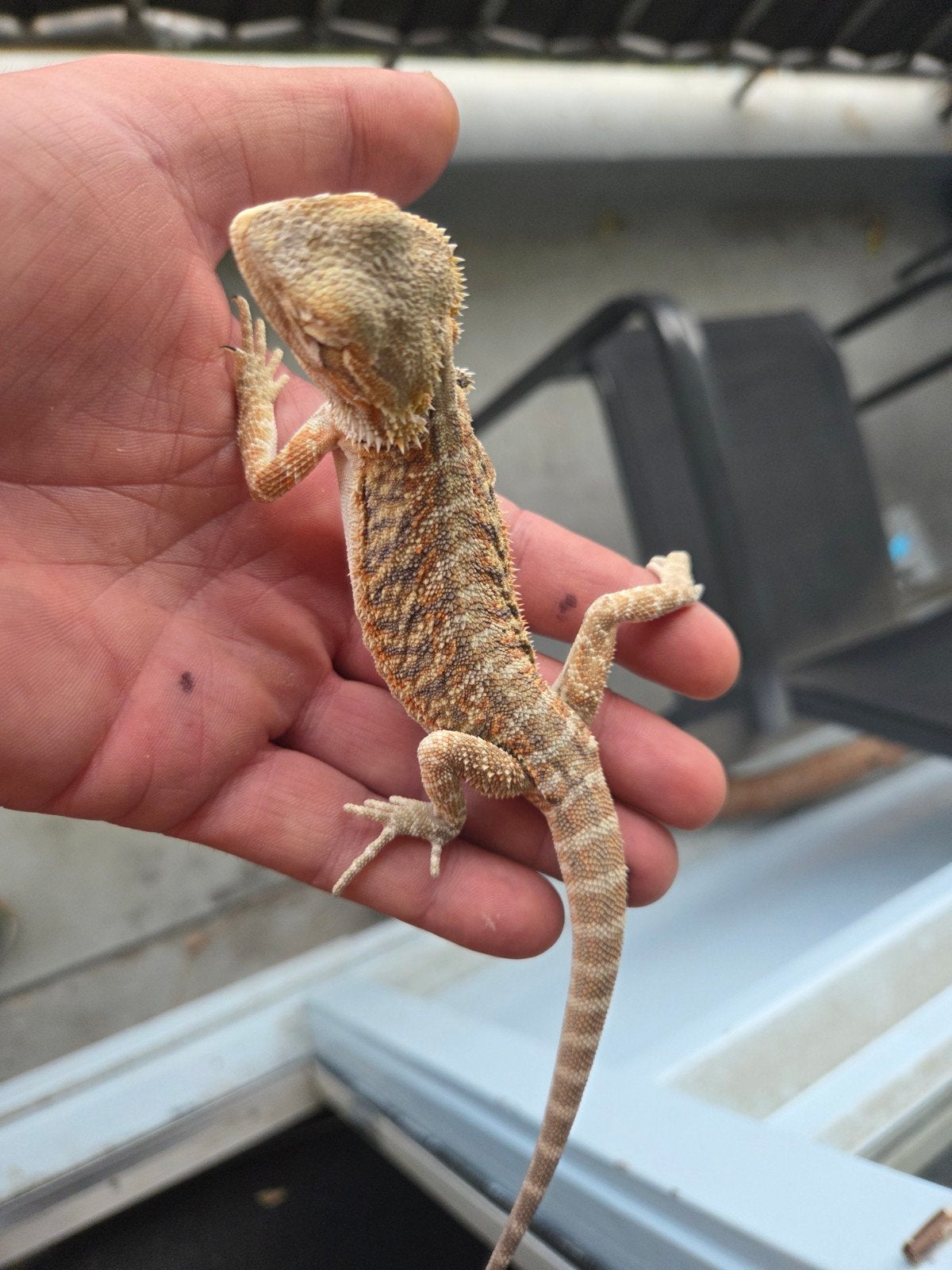 Baardagaam Pogona Vitticeps Red Orange Tiger Bearded Dragon photo 3