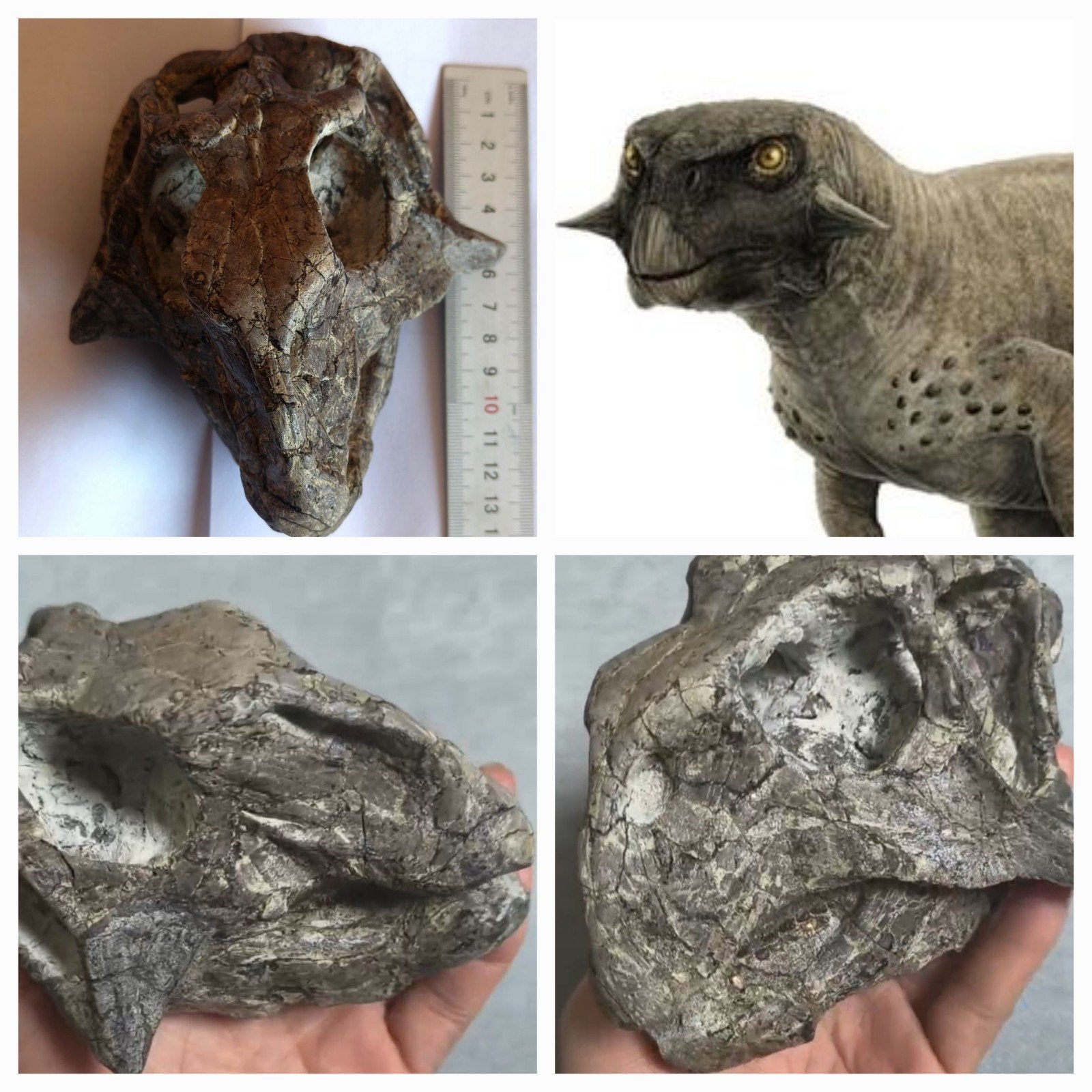 Psittacosaurus (dinosaurus) schedel zwart (zeldzaam), Ophalen, Fossiel