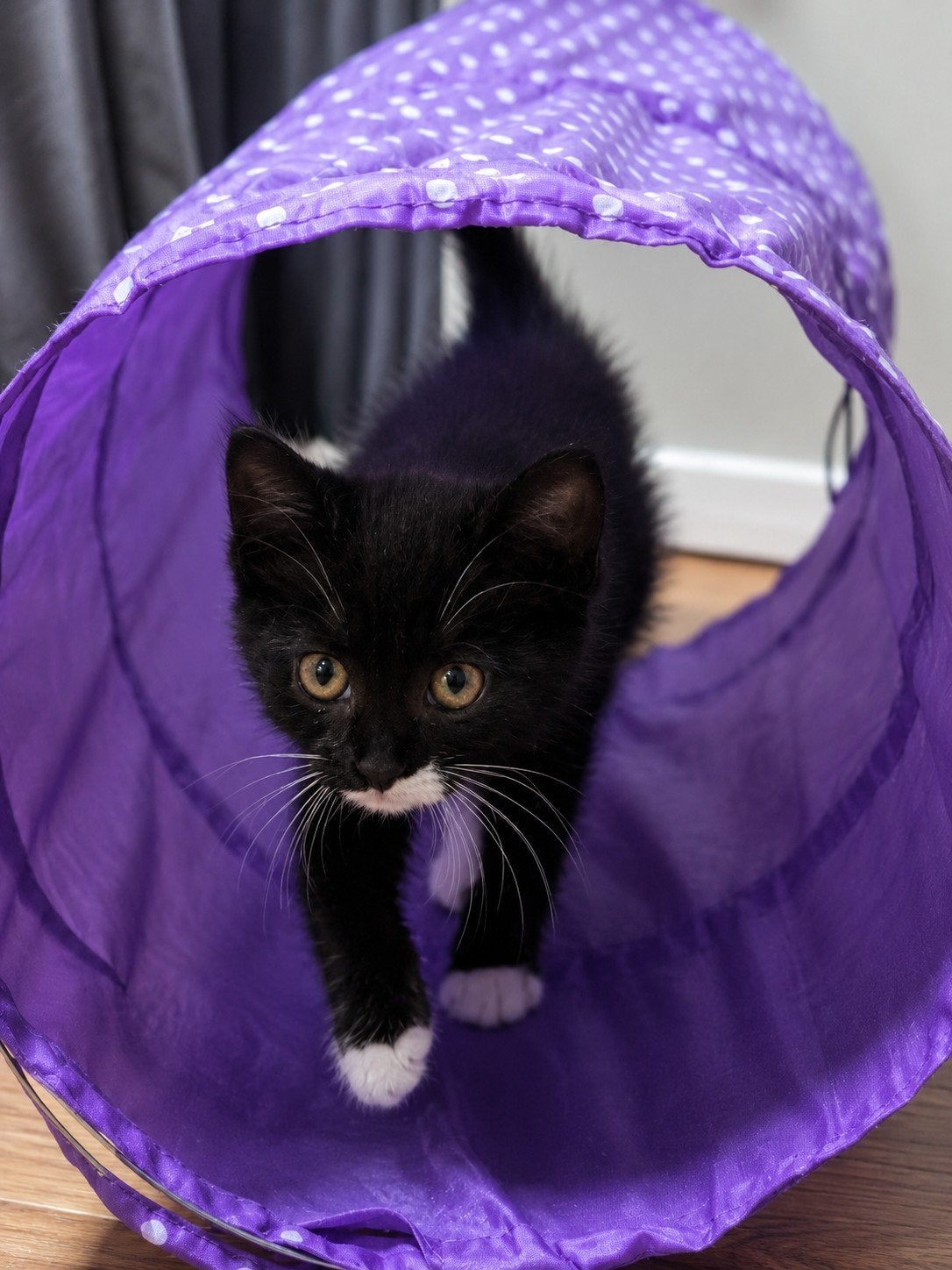 5 schattige kittens zoeken een liefdevol thuis!, Dieren en Toebehoren, Meerdere dieren