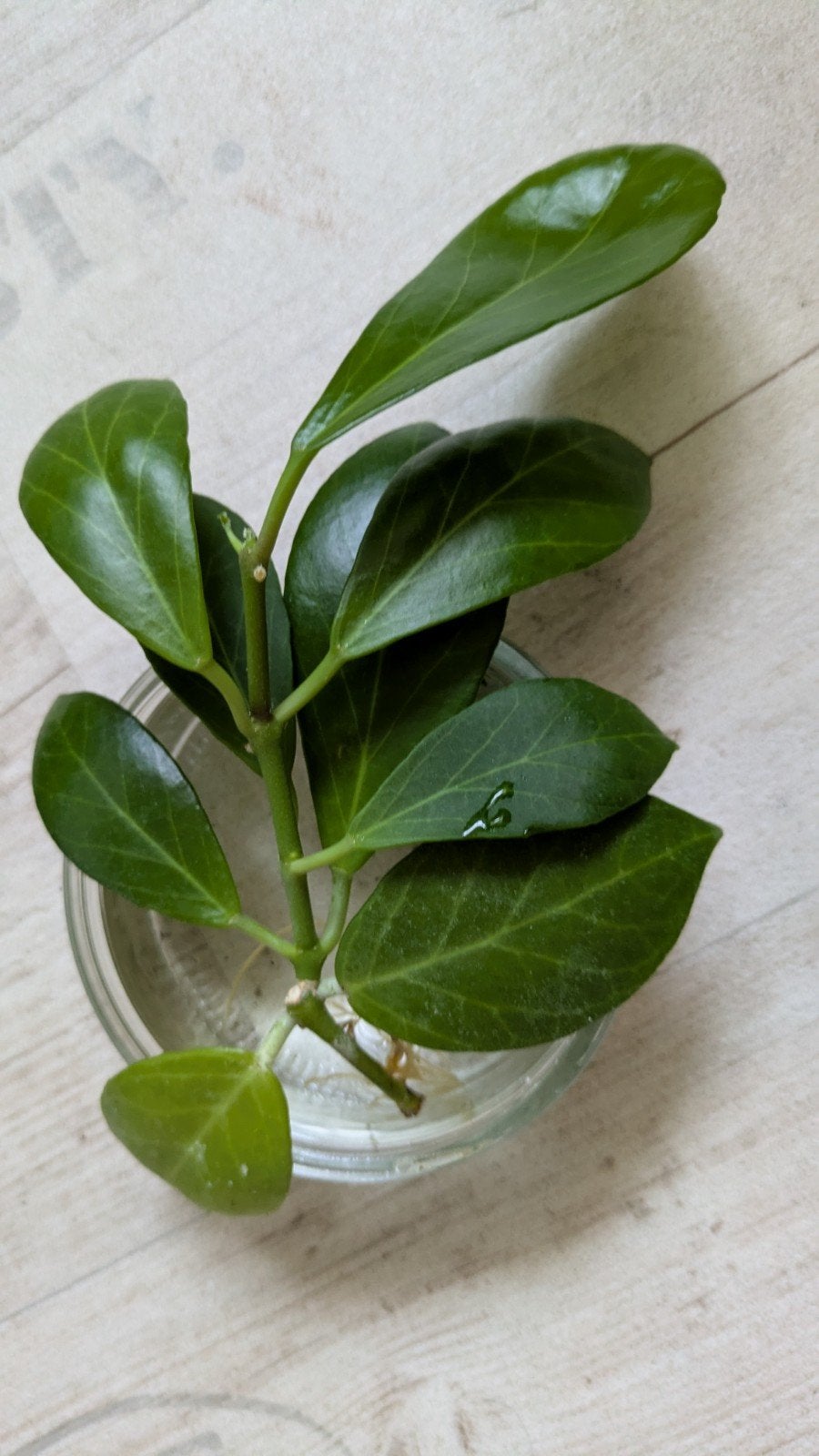 Hoya obscura stek, Ophalen of Verzenden, Halfschaduw, Minder dan 100 cm