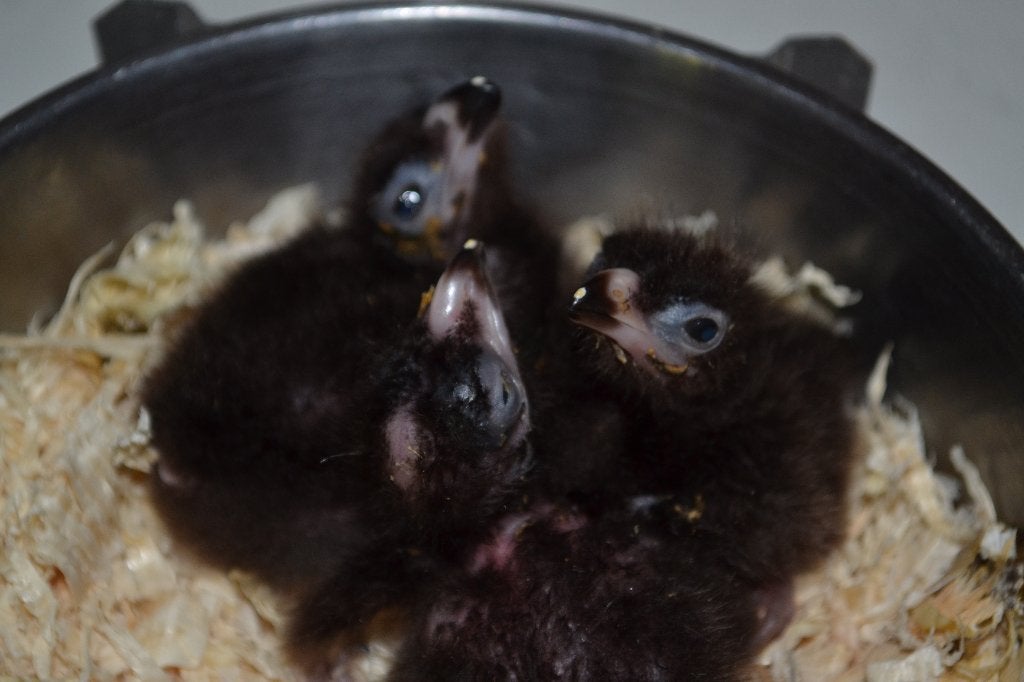 Voor alle soorten geschikt...., Dieren en Toebehoren, Meerdere dieren