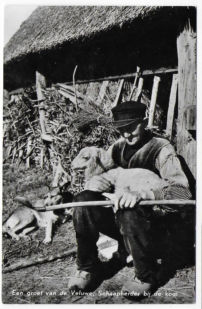 De Veluwe Schaapsherder Ongelopen Ansichtkaart ( B7398 ), Ophalen of Verzenden, 1940 tot 1960, Ongelopen, Gelderland