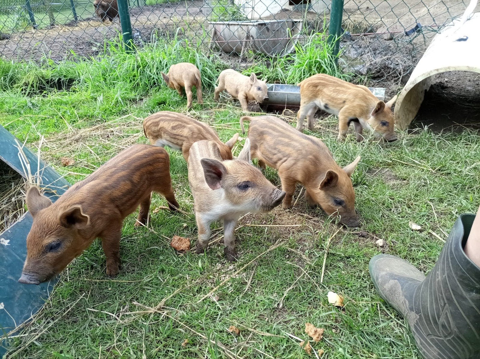 Hongaars Mangalica Wolvarken biggen, Dieren en Toebehoren, Meerdere dieren, Varken, 0 tot 2 jaar