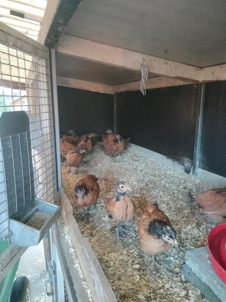 Verschillende kuikens vorwerk australorp, Dieren en Toebehoren, Pluimvee, Vrouwelijk, Kip