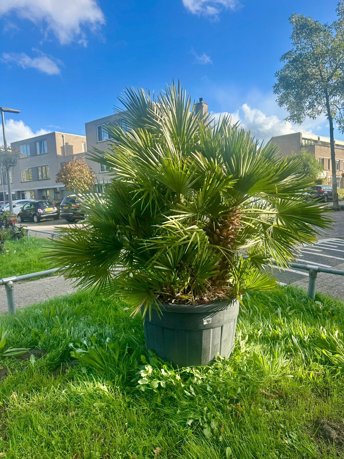 VULCANO palm grote zware palm winterhard -10 1.90 mtr, Ophalen, Gehele jaar, Volle zon