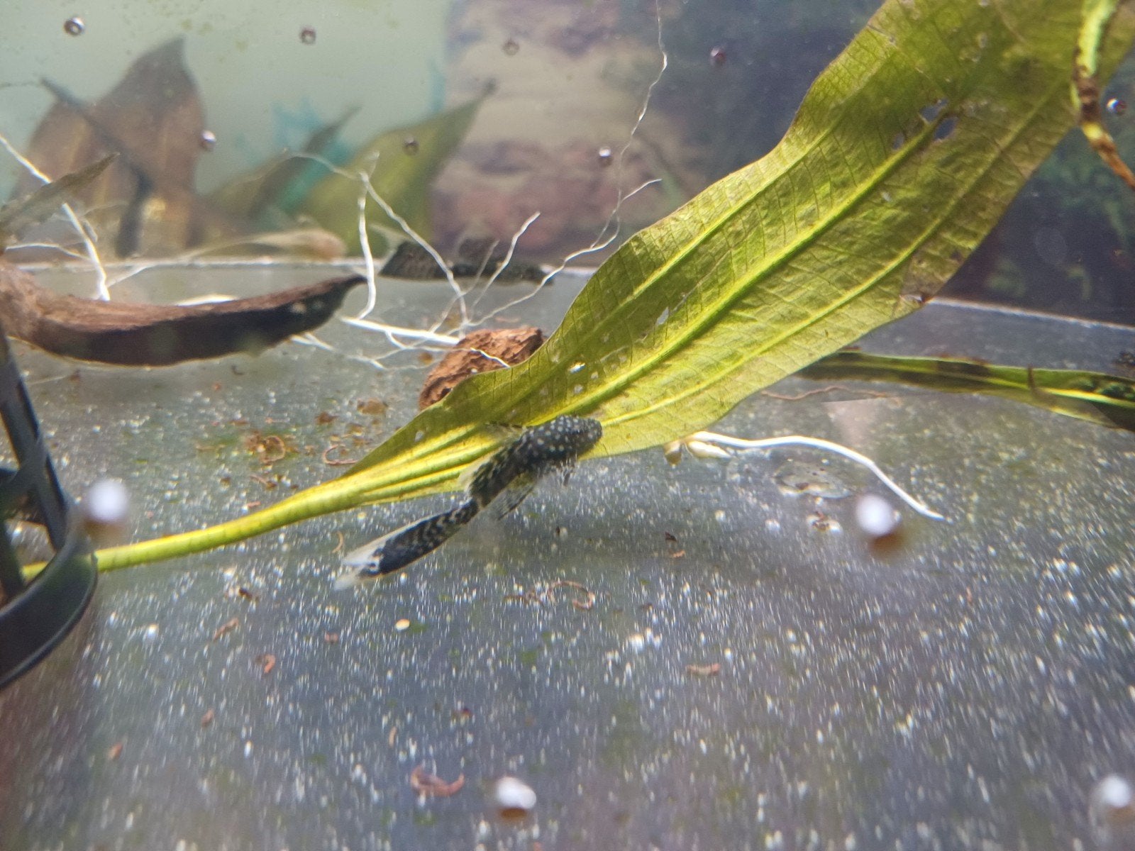 Algeneter ancistrus Sluierstaart natuurelementen en albino, Dieren en Toebehoren, Vis, Zoetwatervis