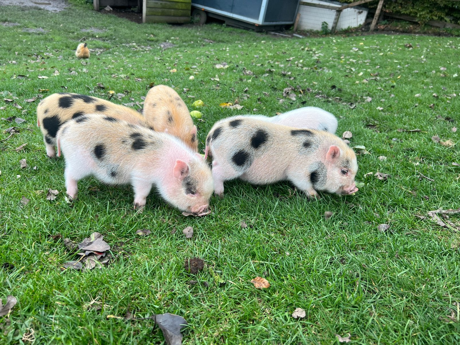 2 (mannetjes) biggen van mini varken te koop, Dieren en Toebehoren, Mannelijk, Varken, 0 tot 2 jaar