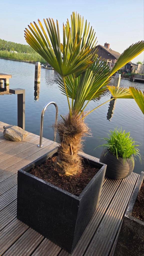 Palmboom trachycarpus wagnerianus incl. pot, 100 tot 250 cm, Zomer, Palmboom, Ophalen