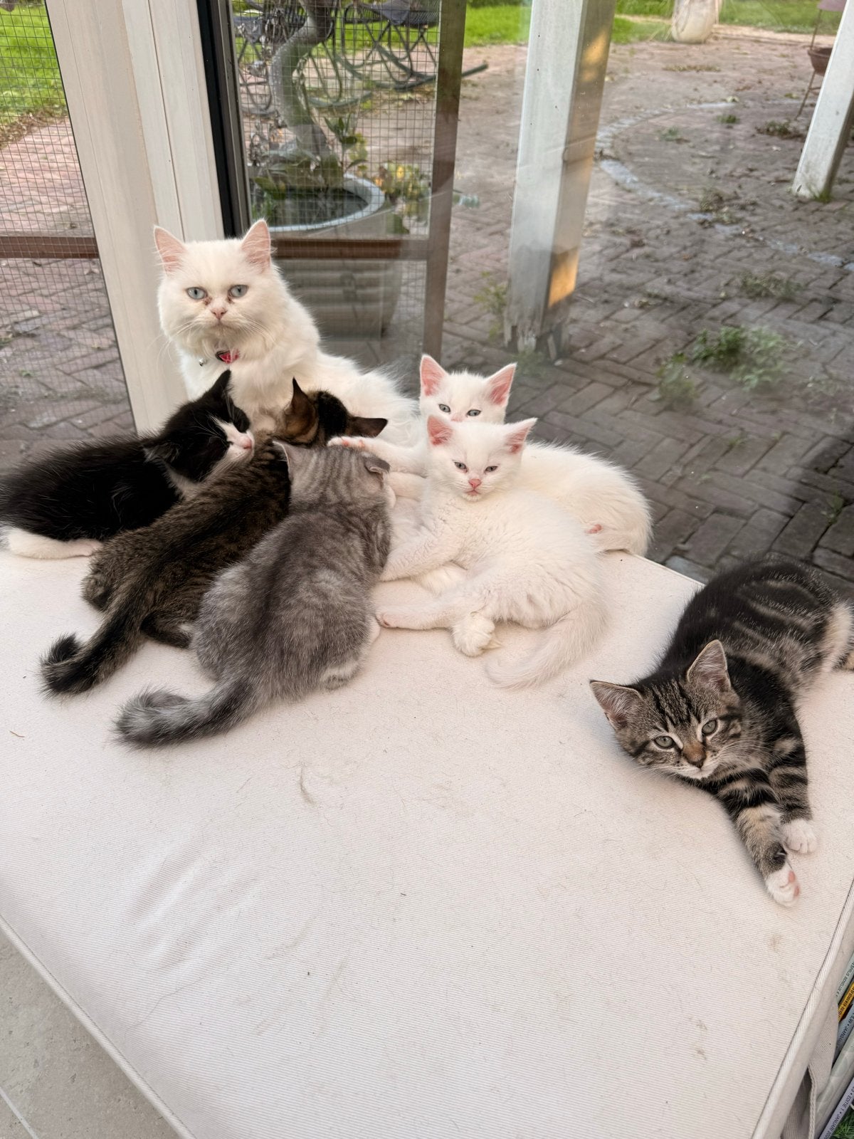 Schattige Kittens Zoeken een Liefdevol Thuis!, Dieren en Toebehoren, Kater, Langharig, 0 tot 2 jaar