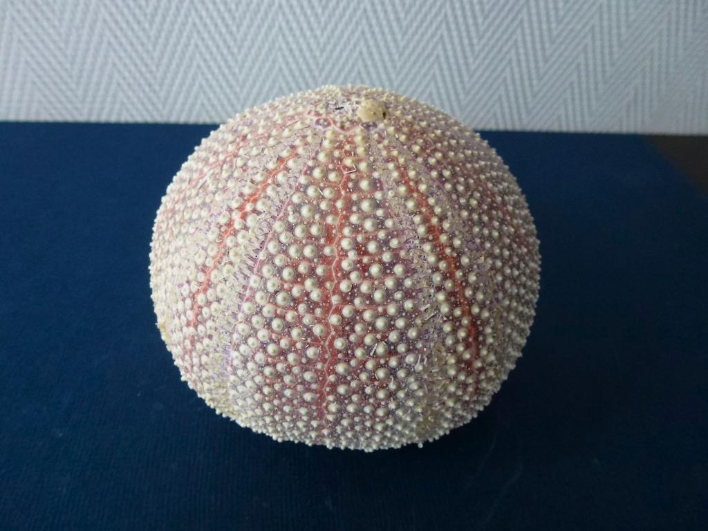 Een mooi groot zee-egel skelet, Echinus esculentus, Ophalen of Verzenden, Schelp(en)
