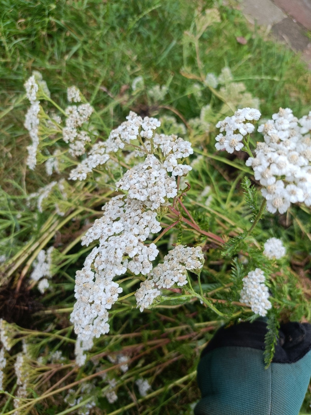 Achillea wit 10 stuks, Ophalen, Vaste plant, Overige soorten, Volle zon