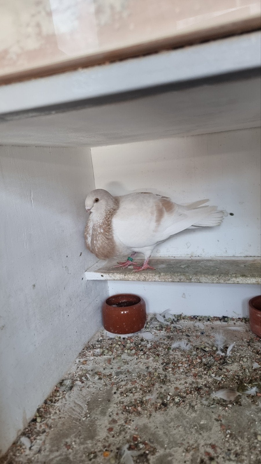 Vlieg Valenciaan Duif., Dieren en Toebehoren, Vogels | Duiven, Vrouwelijk, Kropper