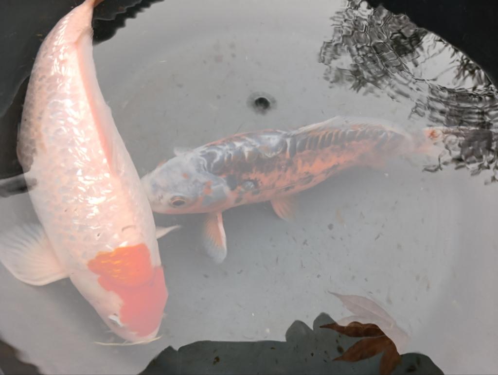 40 tot 45 cm, Tuin en Terras, Vijvers, Ophalen