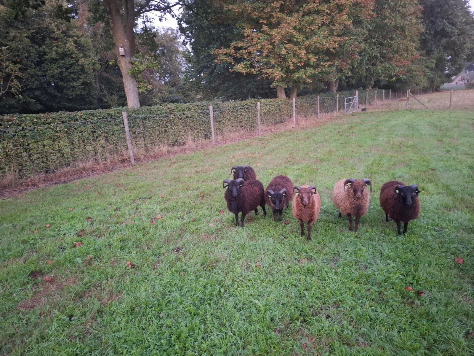ouessant rammen, Mannelijk, Schaap