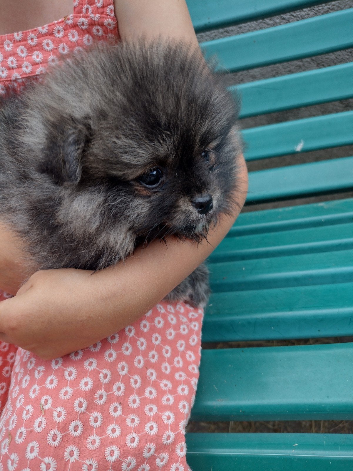 Mooie en lief vrolijk Pomchi teefje met een aparte kleur, 8 tot 15 weken, Meerdere, Meerdere dieren, Klein