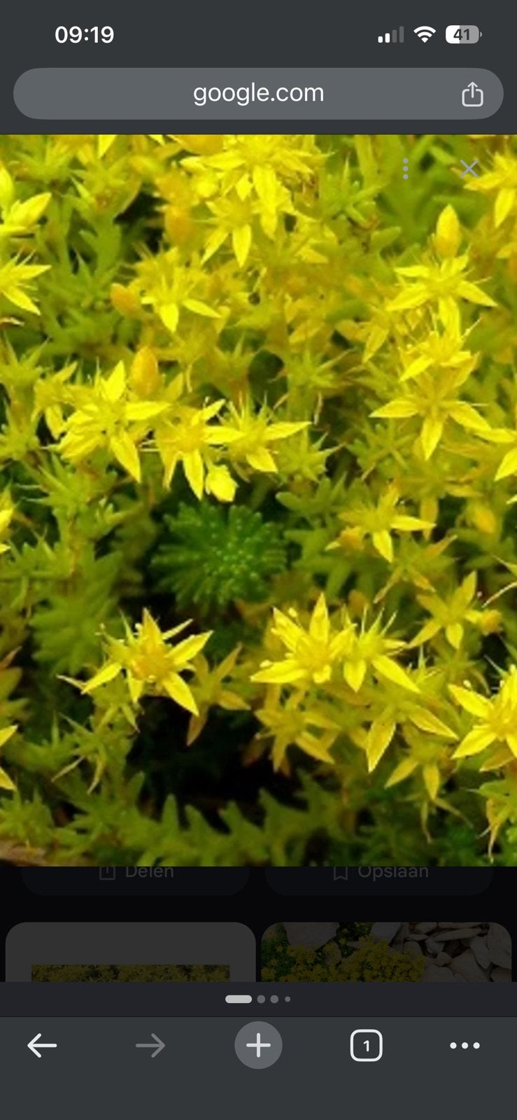 sedum yellow queen voir dak/rots/ droge plek, Ophalen, Overige soorten, Volle zon