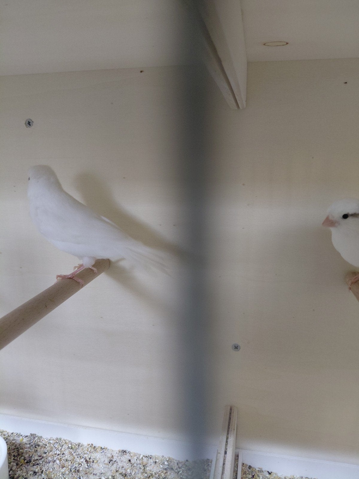 Witte kanarie's, Meerdere dieren, Kleurkanarie