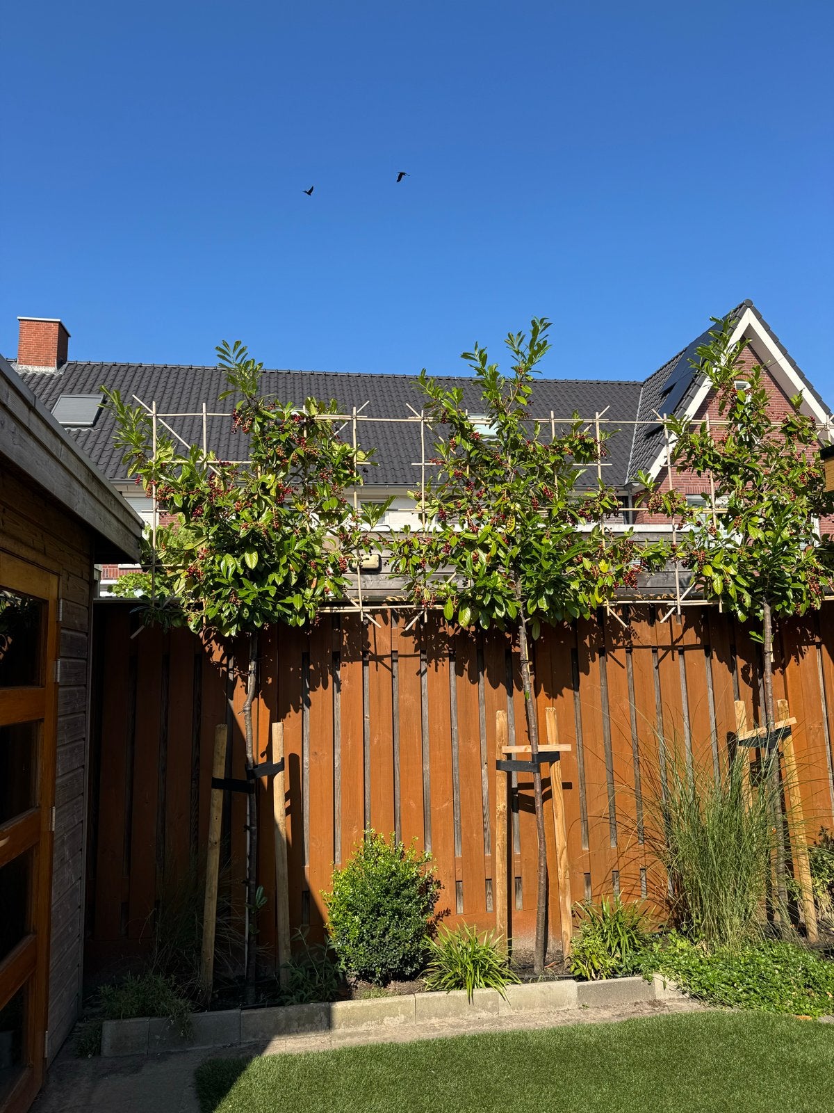 2 groenblijvende leibomen | Prunus Laurocerasus 'Novita', Ophalen, Leiboom, Halfschaduw, 250 tot 400 cm