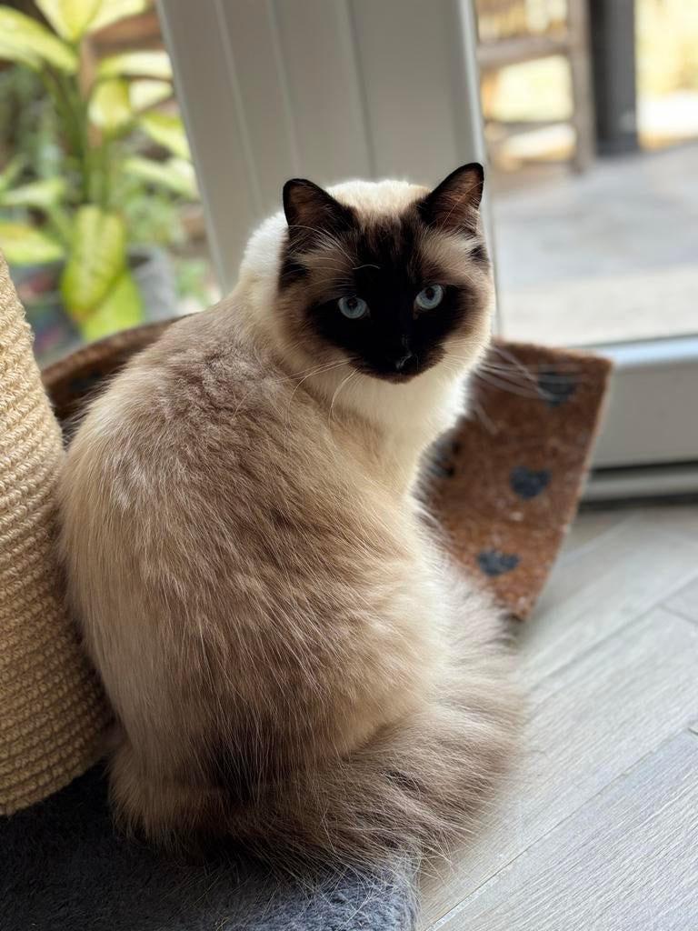 Ragdoll kater te koop, Dieren en Toebehoren, Katten en Kittens | Raskatten | Langhaar, Kater, Ontwormd, 0 tot 2 jaar