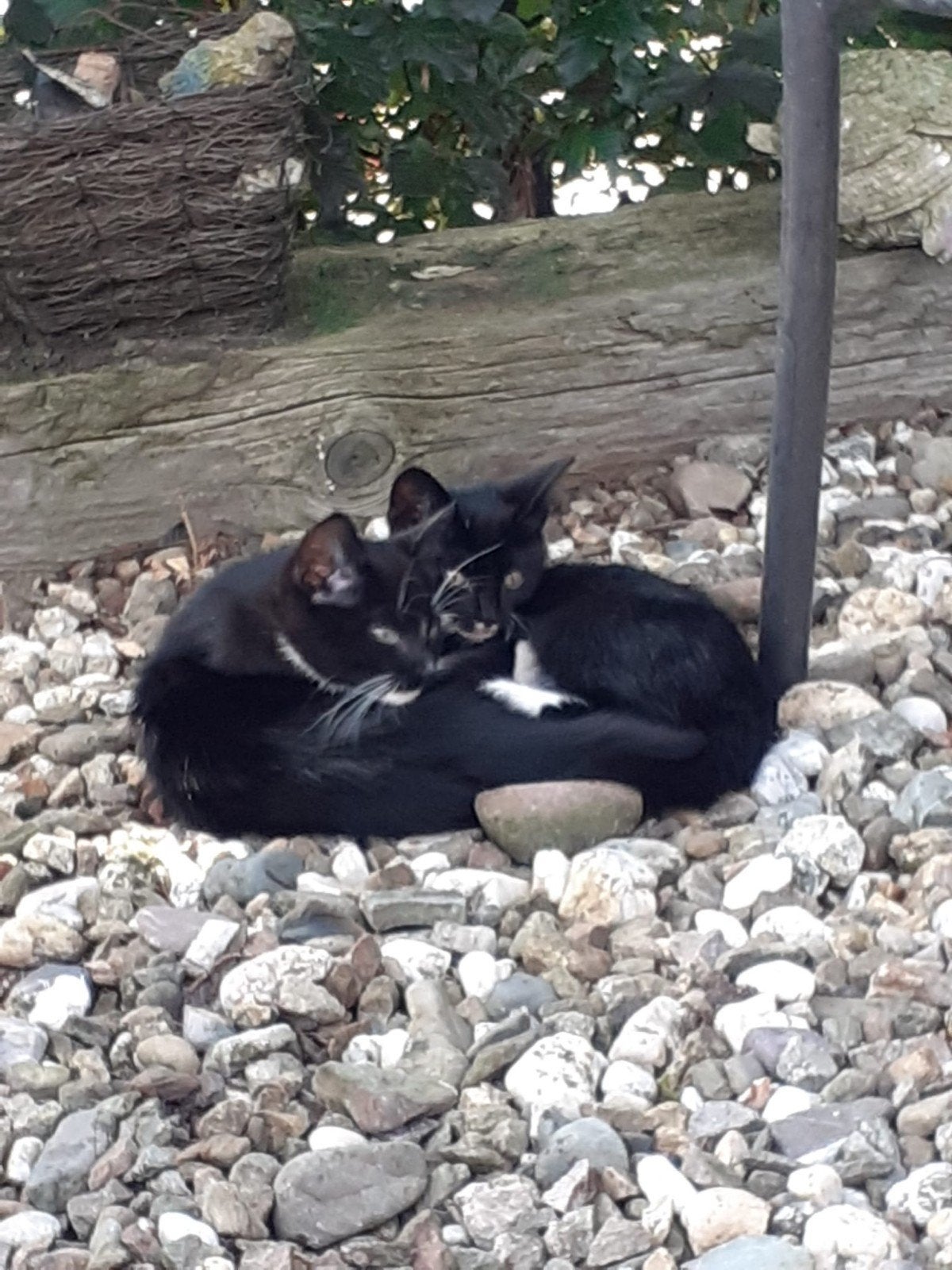 Poes en katje, Meerdere dieren, Kortharig, 0 tot 2 jaar