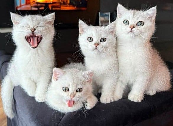 Britse Korthaar Zilveren Chinchilla Kittens, Dieren en Toebehoren, Katten en Kittens | Overige Katten, Poes